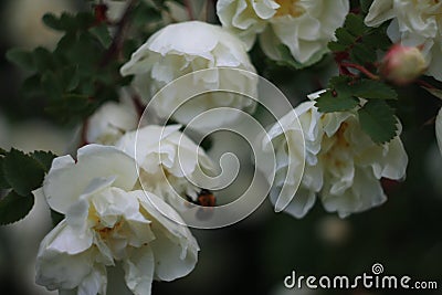 Fluffy wild roses at evening Stock Photo