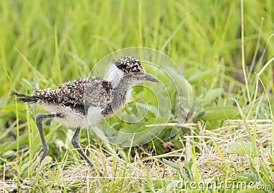 Fluffy young lapwing Stock Photo