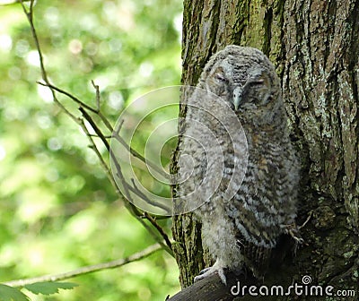 Tawny owlet asleep in the daytime Stock Photo