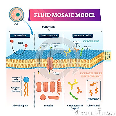 Fluid mosaic model vector illustration. Cell membrane structure infographic Vector Illustration