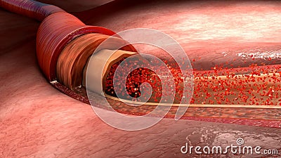 Flujo de sangre en cuerpo humano Flujo de sangre en cuerpo humano