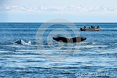 Fluke and back of humpbacks with a little fishing boat in the background - glacier Bay - Alaska Stock Photo