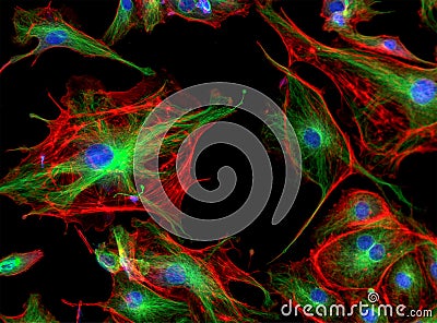 Fluorescence Microscope image of cells undergoing mitosis Stock Photo