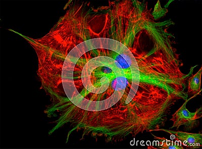 Fluorescence Microscope image of cells undergoing mitosis Stock Photo