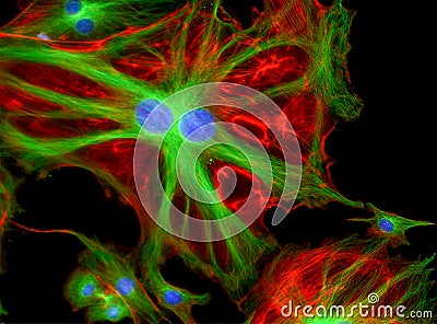 Fluorescence Microscope image of cells undergoing mitosis Stock Photo