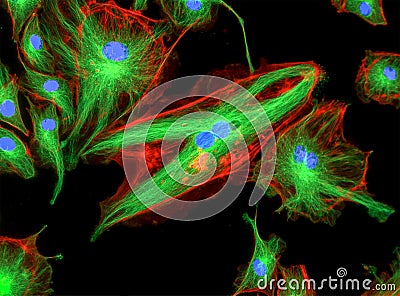 Fluorescence Microscope image of human cells undergoing mitosis Stock Photo