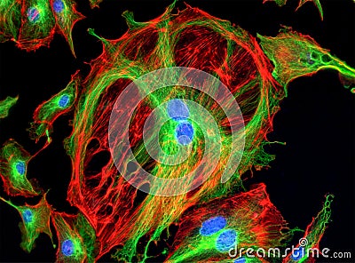 Fluorescence Microscope image of cells undergoing mitosis Stock Photo