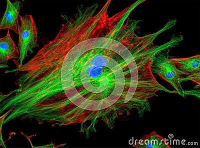 Fluorescence Microscope image of cells undergoing mitosis Stock Photo