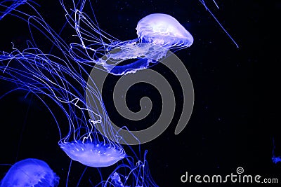 Fluorescent Blue Jelly Fish Isolated on Black Stock Photo