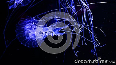 Fluorescent Blue Jellyfish Glowing and Stock Photo