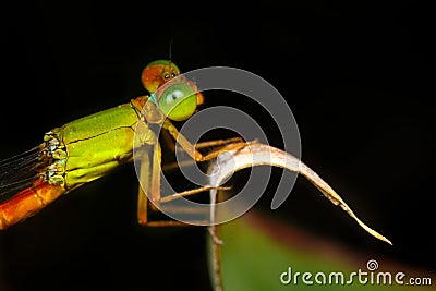 Fluorescent damselfly Stock Photo