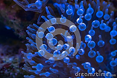 Fluorescent glitter glow in the dark Sea Aenone in the ocean Stock Photo