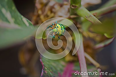 Fluorescent green beetle Stock Photo