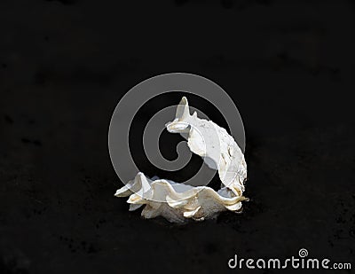 Fluted Giant Clam or Tridacna squamosa open and isolated on black background Stock Photo