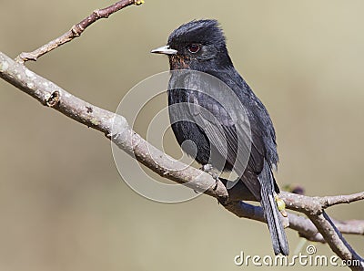 Fluweelmoortiran, Velvety Black-Tyrant, Knipolegus nigerrimus Stock Photo