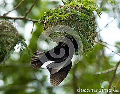 Fluweelwever, Vieillot\'s Black Weaver, Ploceus nigerrimus Stock Photo