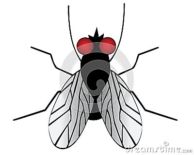 A fly Vector Illustration