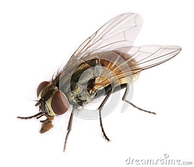 Fly Stock Photo