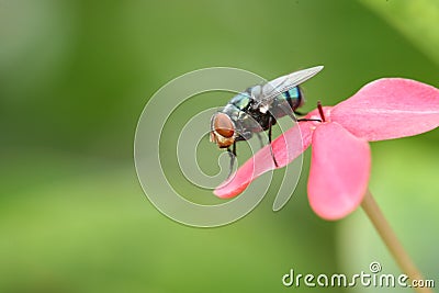 Fly Stock Photo