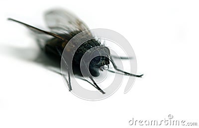 The fly Stock Photo