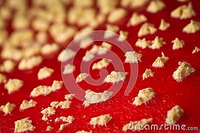 Fly agaric Stock Photo