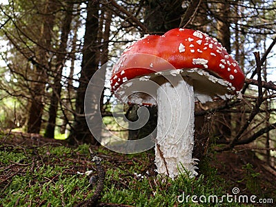 Fly agaric Stock Photo