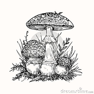 Fly agaric or amanita mushrooms group growing in grass, doodle black ink drawing, woodcut Vector Illustration