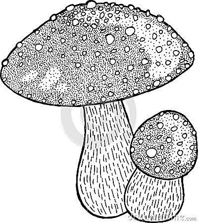 Fly agaric. Amanita. Poison mushroom ink drawing. Vector illustr Vector Illustration