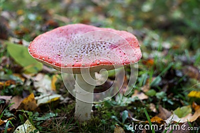 Fly agaric, forest mushroom in autumn day. Dangerous Stock Photo