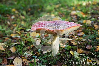 Fly agaric, forest mushroom in autumn day. Dangerous Stock Photo