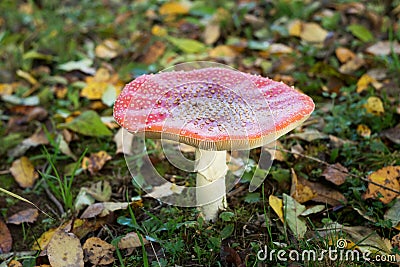 Fly agaric, forest mushroom in autumn day. Dangerous Stock Photo