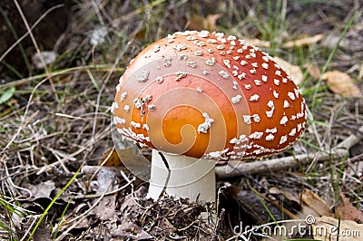 Fly agaric fruit body Stock Photo