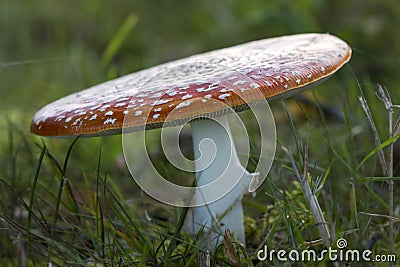 Fly agaric fruit body Stock Photo