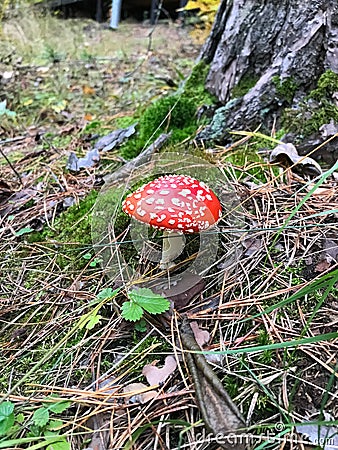 Fly agaric grows in the forest near a tree. The concept of microdosing Stock Photo