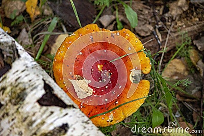 The Fly Agaric (Latin Amanita Muscaria) And Birch Trunk Stock Photo