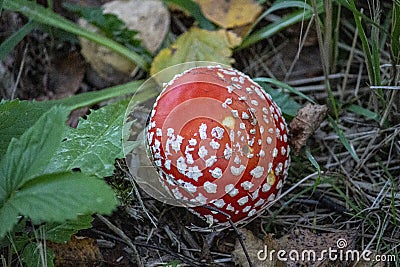 The Fly Agaric (Latin Amanita Muscaria) In The Grass Close-Up Stock Photo