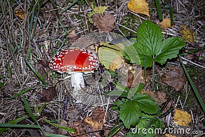 The Fly Agaric (Latin Amanita Muscaria) And Strawberry Leaves Stock Photo