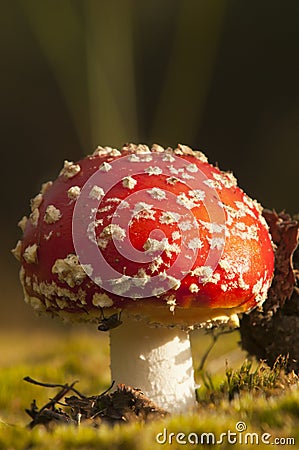 Fly agaric mushroom Stock Photo
