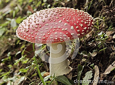 Fly agaric mushroom Stock Photo