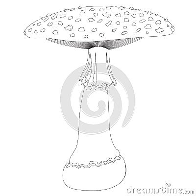 Fly agaric mushroom in contour isolated on white background. Vector Illustration Stock Photo