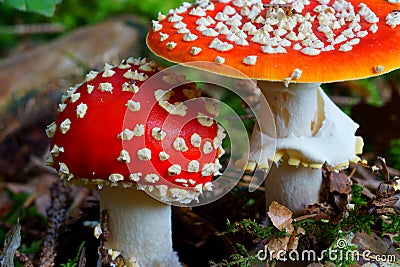 Fly agaric mushroom red caps white spots, fall season nature details Stock Photo