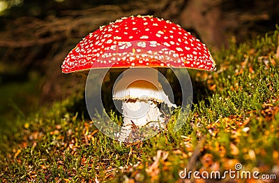 Fly Agaric Mushroom Stock Photo