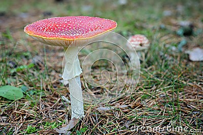 Fly Agaric Mushroom Stock Photo