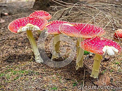 Fly agaric mushroom in the wood Stock Photo