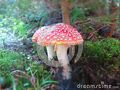 Fly agaric mushrooms Stock Photo