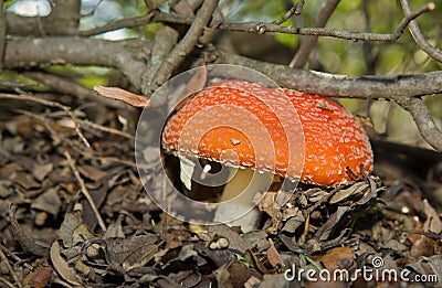 Fly Agaric Mushrooms In A Forest Stock Photo