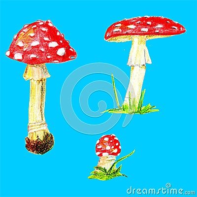 Fly agaric mushrooms. Isolated on blue background. Stock Photo