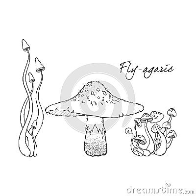 Fly agaric, non-edible poisonous forest mushrooms. Sketch. Hand Cartoon Illustration