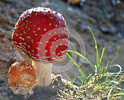 The fly agaric. Stock Photo