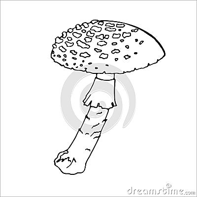 Fly Agaric Outline for the design of autumn products Vector Illustration